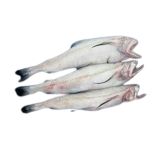 Bombay Duck Whole