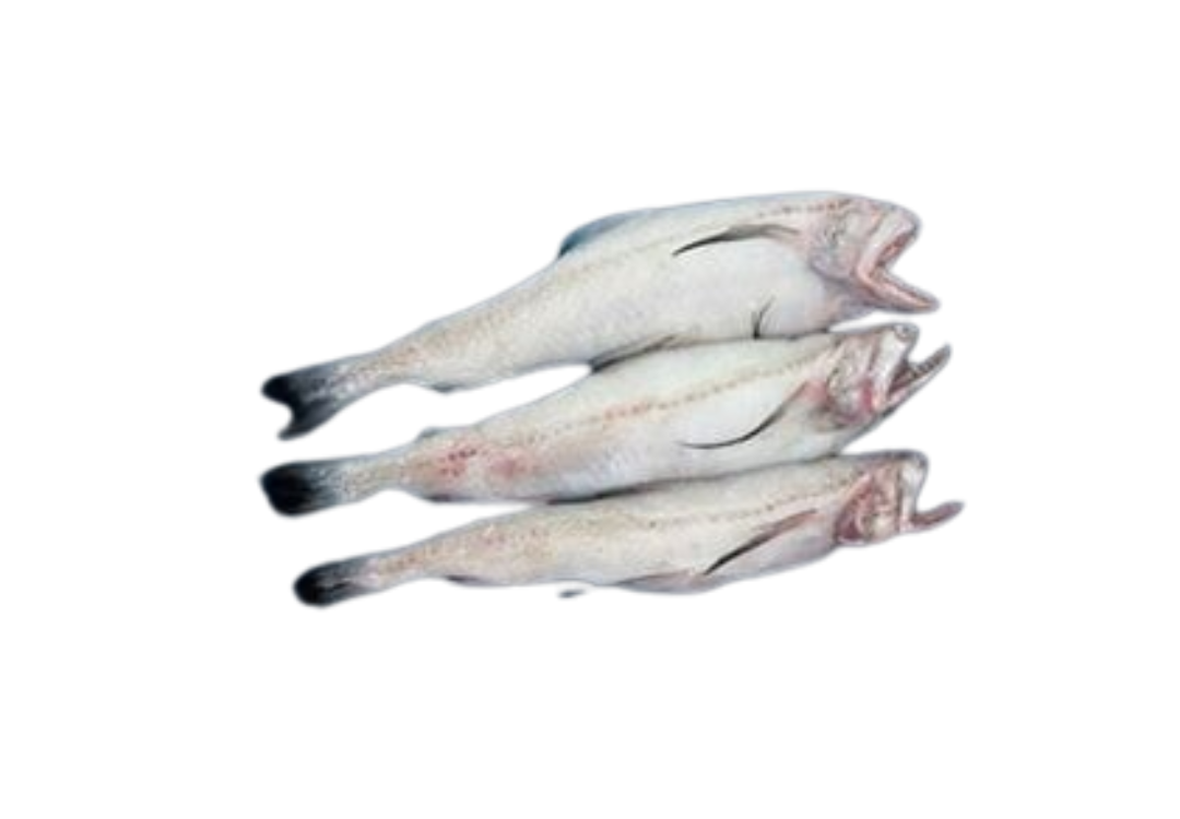 Bombay Duck Whole