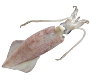 Squid Whole