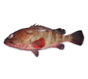 FROZEN REEFCOD