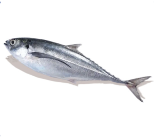 Horse Mackerel