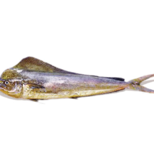 Mahi mahi