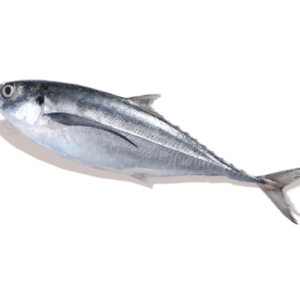 Horse Mackerel