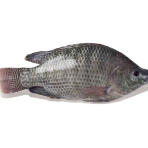 Tilapia fish