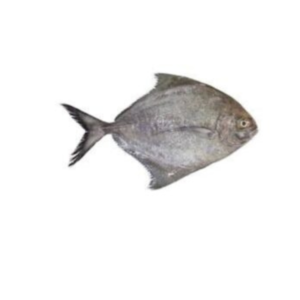 Black pomfret