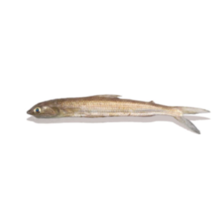 Lizard Fish