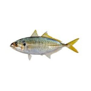 YELLOW TAIL SCAD