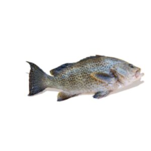 Spotted Grouper